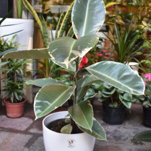 Ficus Elástica o Gomero Variegata