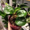 Peperomia Verde