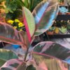 Ficus Elástica o Gomero Ruby