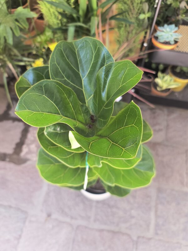 Ficus Lyrata o Pandurata - Imagen 4