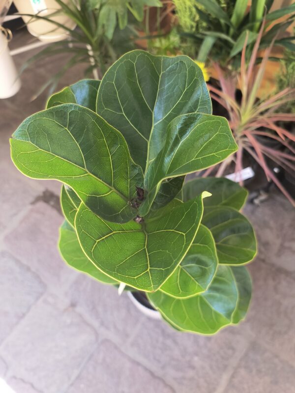 Ficus Lyrata o Pandurata
