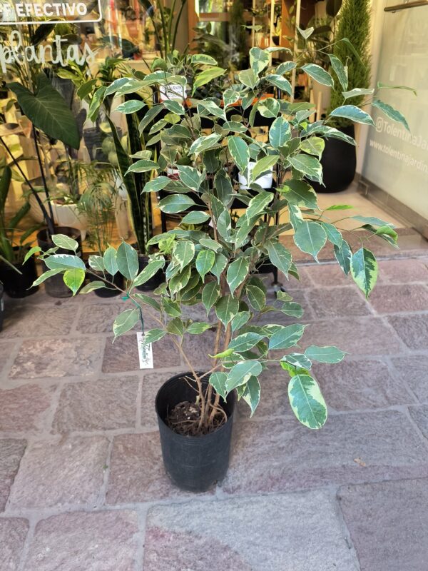 Ficus Benjamina Nevado - Imagen 4