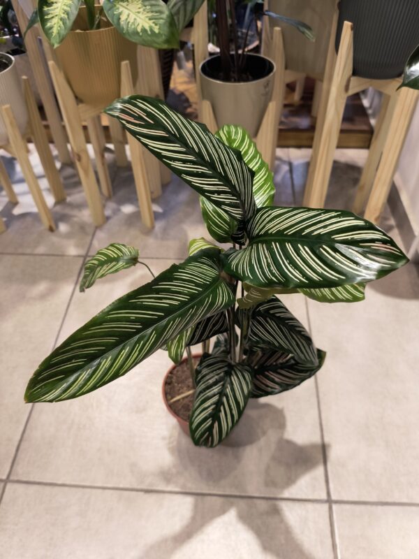 Calathea Mil Rayas - Imagen 3