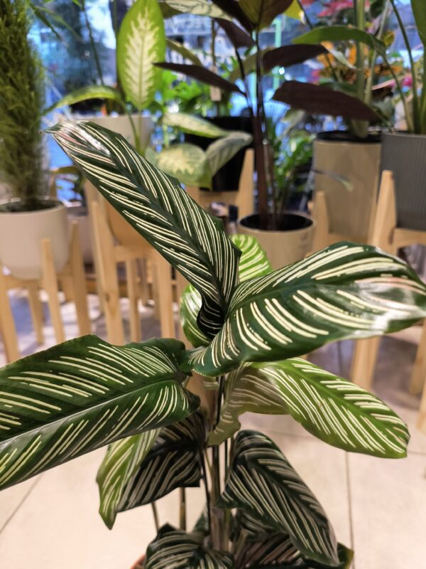 Calathea Mil Rayas