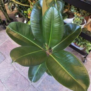Ficus Elástica o Gomero Verde