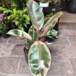 Ficus Elástica o Gomero Ruby - Imagen 4