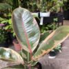 Ficus Elástica o Gomero Ruby - Imagen 5