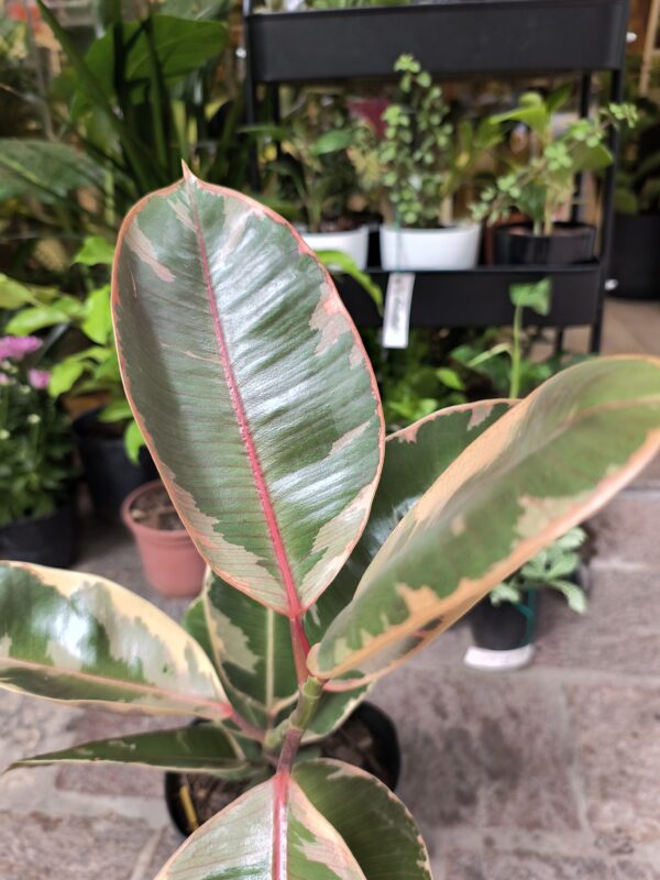 Ficus Elástica o Gomero Ruby - Imagen 5