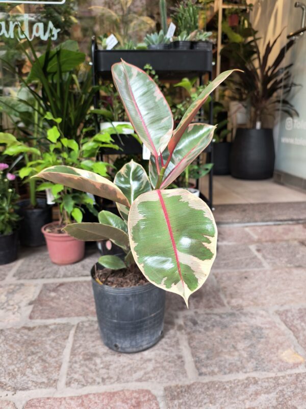 Ficus Elástica o Gomero Ruby - Imagen 2