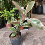 Ficus Elástica o Gomero Ruby - Imagen 3