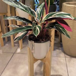 Calathea Sanguinea + Maceta + Pie nórdico