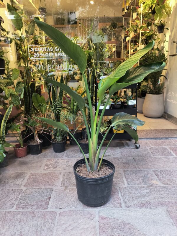 Strelitzia Nicolai Grande - Imagen 6