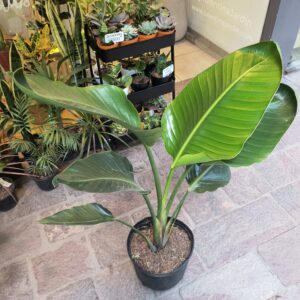 Strelitzia Nicolai Grande