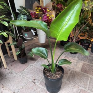 Strelitzia Nicolai (mediana)