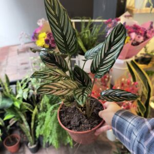 Calathea Mil Rayas