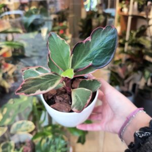 Peperomia Tricolor
