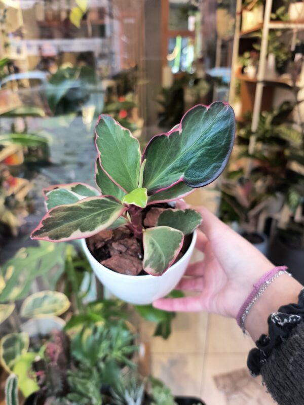Peperomia Tricolor