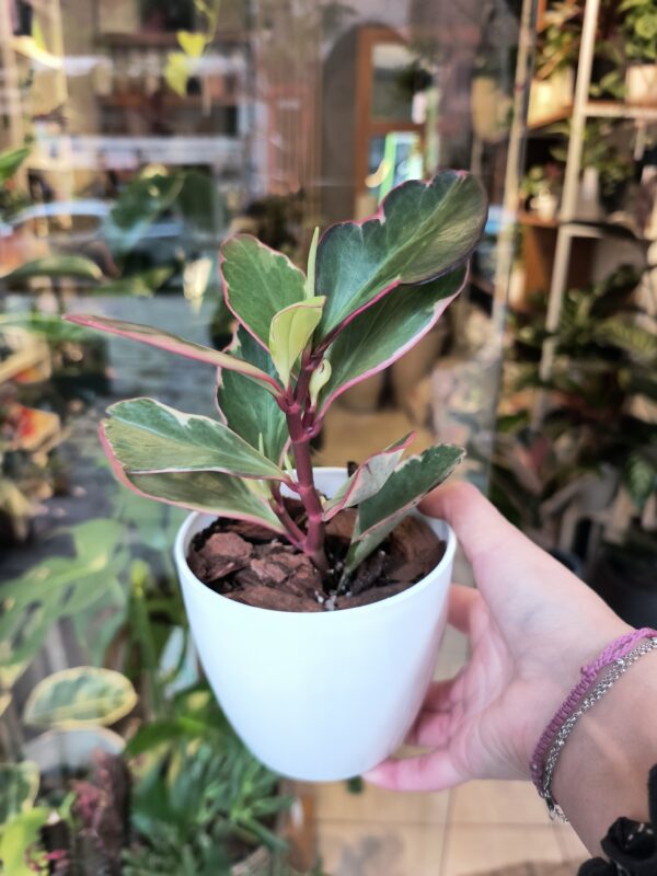 Peperomia Tricolor - Imagen 2