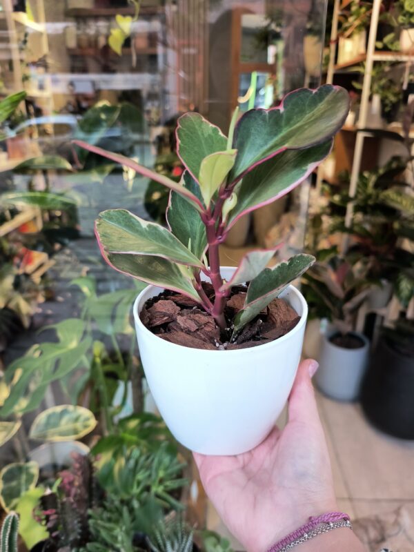 Peperomia Tricolor - Imagen 3