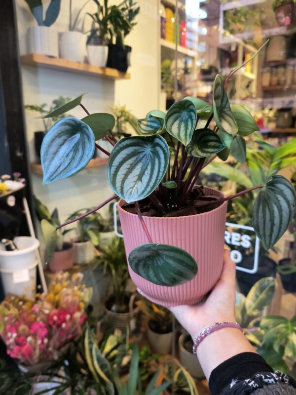 Peperomia Watermelon + Maceta n°16 - Imagen 3