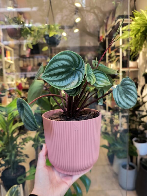 Peperomia Watermelon + Maceta n°16 - Imagen 5