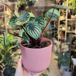 Peperomia Watermelon + Maceta n°16