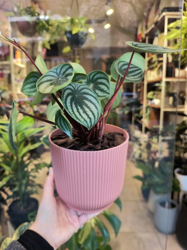 Peperomia Watermelon + Maceta n°16