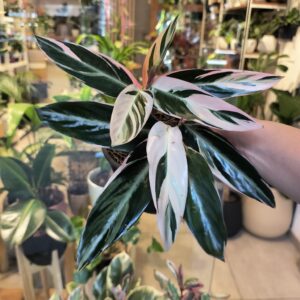 Calathea Sanguinea