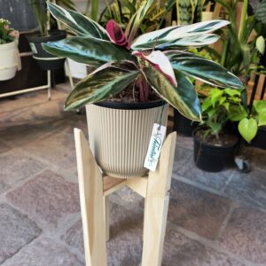 Calathea Sanguinea + Maceta + Pie nórdico