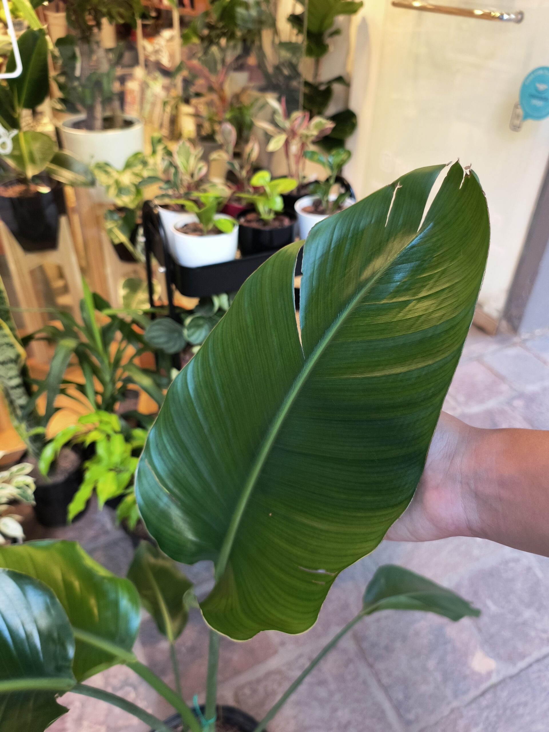 Strelitzia Nicolai Grande - Imagen 7