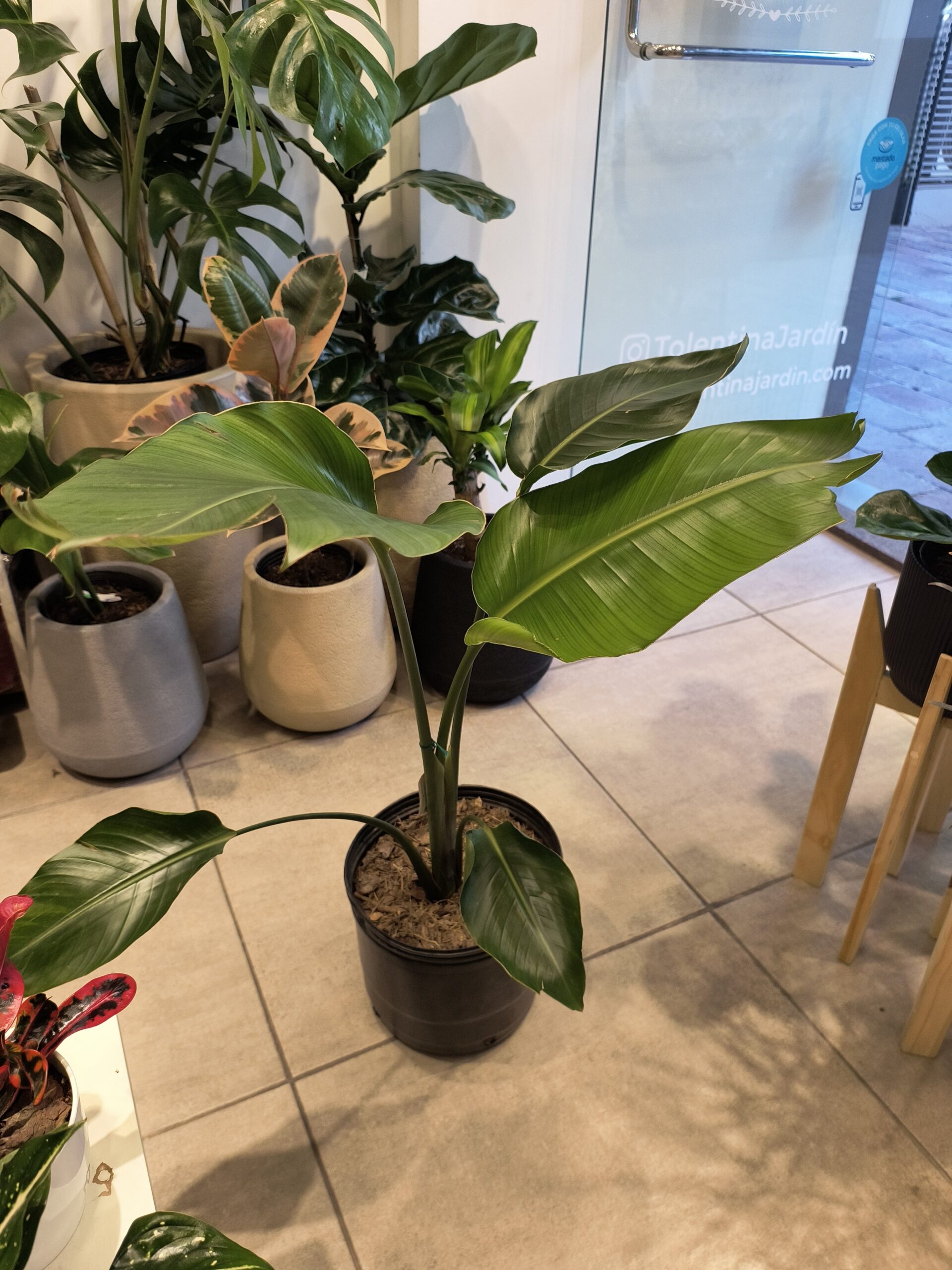 Strelitzia Nicolai Grande - Imagen 6