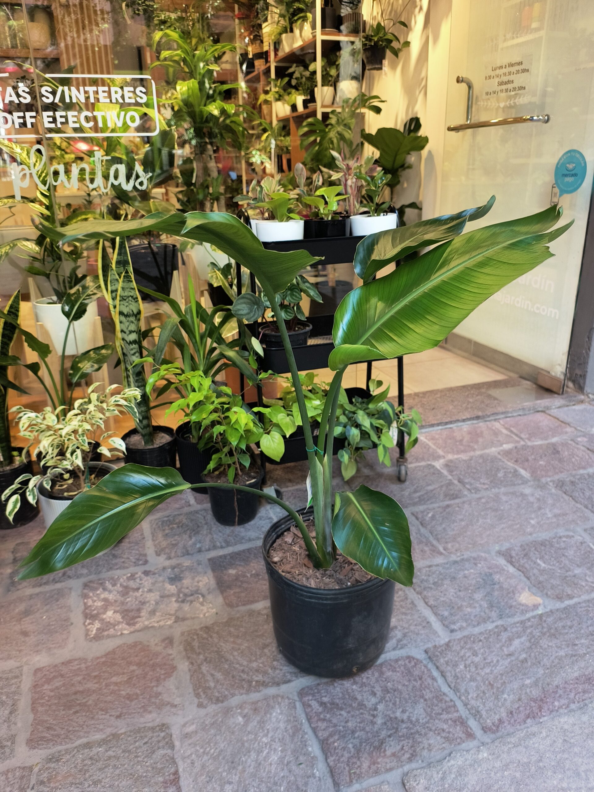 Strelitzia Nicolai Grande - Imagen 4