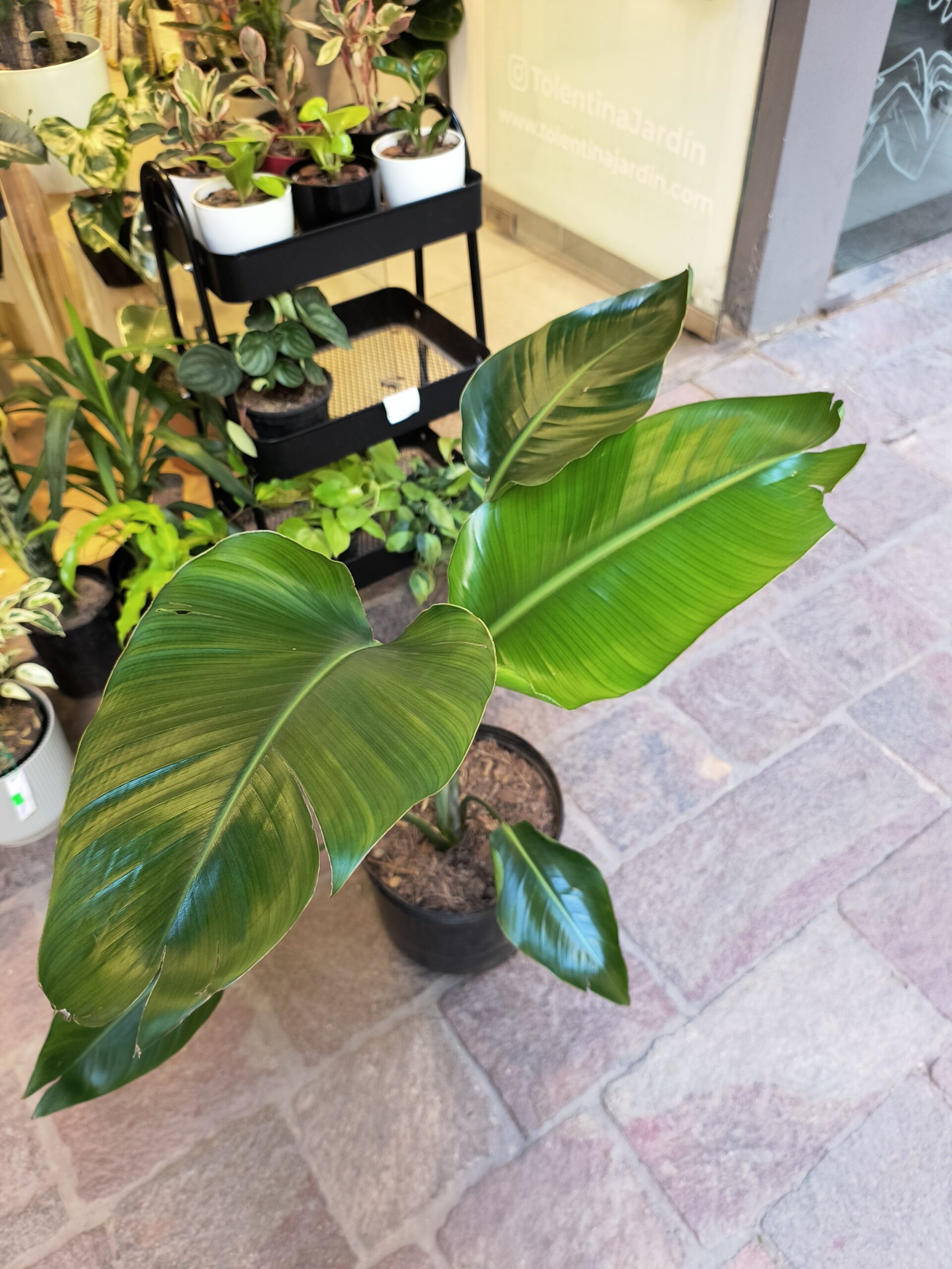 Strelitzia Nicolai Grande - Imagen 5